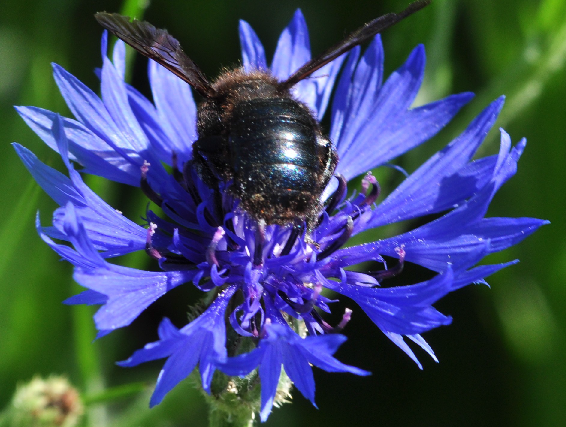 bleuet des montagnes, bleuet des champs